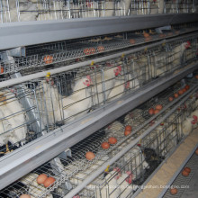 Jinfeng Broiler Farm Cage für Fleisch
